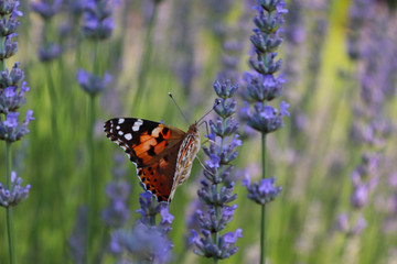 colorful butterfly on a plant at springtime