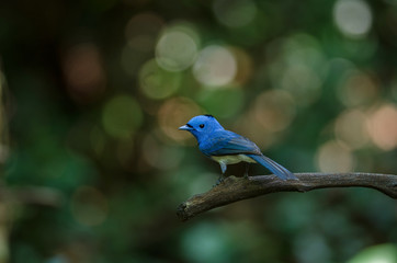 Black-naped Monarch in nature