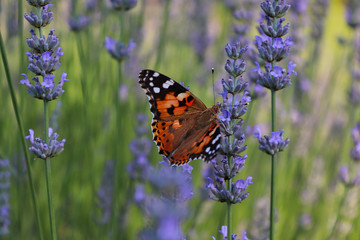 colorful butterfly on a plant at springtime