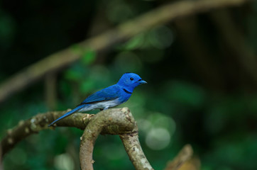 Black-naped Monarch in nature