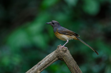 White-rumped Shama standing on a branch