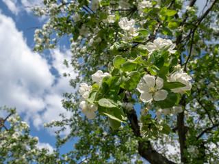 Blooming Apple tree against the blue sky with clouds       Beautiful Sunny day in spring Apple blossoms with white buds on the background of floating clouds in the blue sky