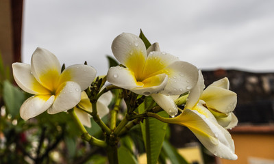 la pomelia o plumeria à una pianta originaria delle hawai importata nel tempo dai naviganti si è adattata bene nel territorio di Riposto e di Palermo