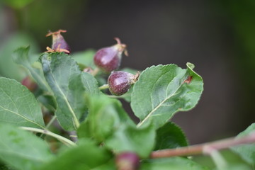 Kleine Äpfel an einem Säulenapfel