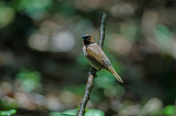 Scaly-breasted Munia (Lonchura punctulata)