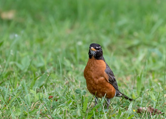 robin on green grass