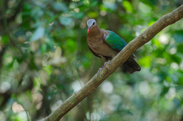 Emerald dove or Green Pigeon