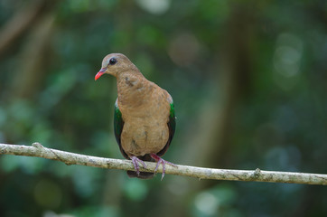 Emerald dove or Green Pigeon