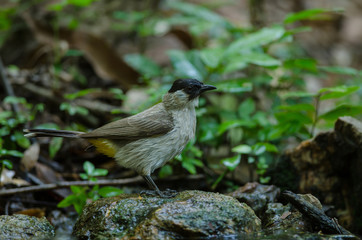Beautiful bird Sooty headed Bulbul