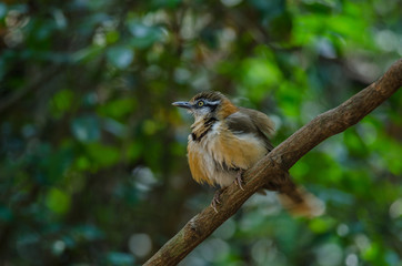 Lesser Necklaced Laughingthrush perching on branch in nature