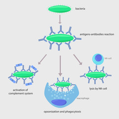 immune response to a foreign organism