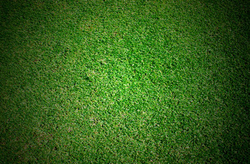 Green grass soccer field background © boonchai