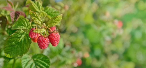 Ripe red raspberries on the vine. Cultivation. Gardening. Summer background. 