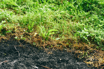 grass growing in the garden