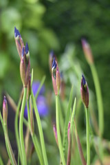 Blütenknospen einer Schwertlilie (Iris)