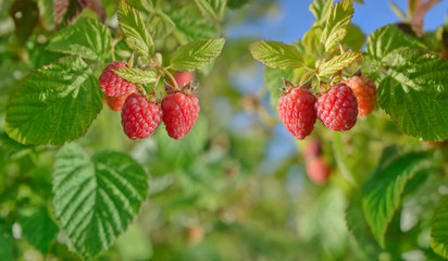 Ripe red raspberries on the vine. Cultivation. Gardening. Summer background. 