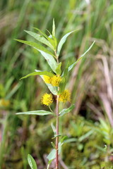 Naumburgia thyrsiflora. Flowers and foliage tufted loosestrife