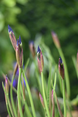 Blütenknospen einer Schwertlilie (Iris)