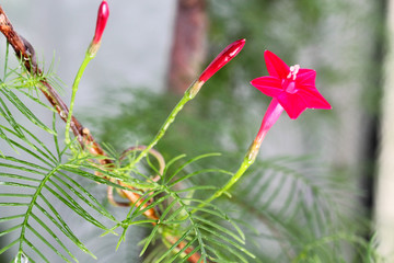 Bright red flower (Ipomoea quamoclit) in the shape of an asterisk and unopened plant bud on a...