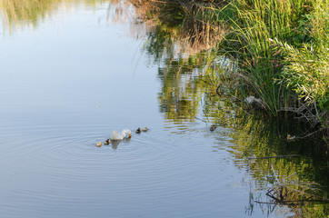 A cute family of ducks