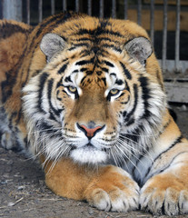 Tiger close-up carefully looking forward. Ussurian tiger in the zoo.