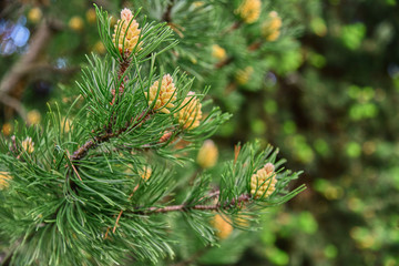 Pine branches with young cones on a blurred background.