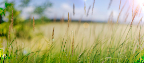  wheat field panorama with sun flares and spikelets of wild grass © Panas