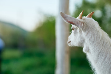 Obraz premium portrait of a goat