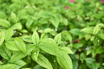 Rain drops on small young green leaves on tree.