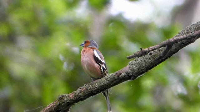 singing finch on a tree branch