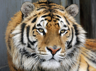 Beautiful tiger close-up. The Ussuri tiger is listed in the red book.