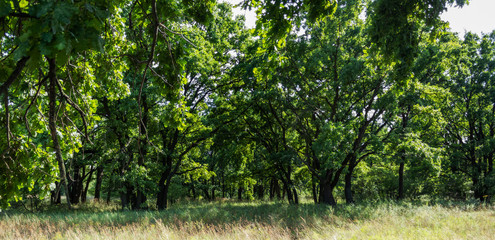 a lot of trees. oak forest and green grass © Дмитрий Томилов