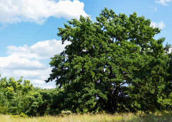 tree and sky and clouds. big oak tree