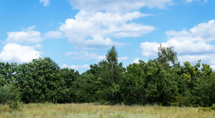 yellow grass and green trees against the blue sky