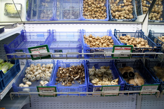 cogumelo 10