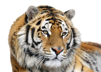 Closeup of a tiger on a white background. Isolated portrait of a tiger