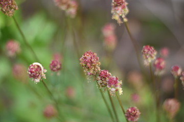 Blühende Pimpernelle (Sanguisorba minor) 