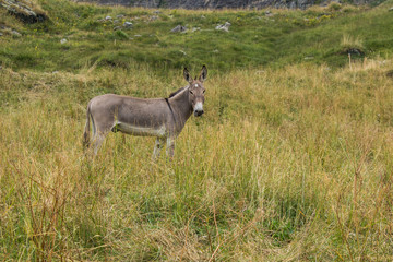 Naklejka na ściany i meble Free donkey in a mountain meadow