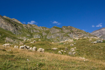Grazing sheep in mountain landscape,  Italy