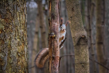 Curious squirrel shows the way from the park