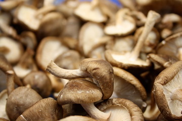 cogumelo 5