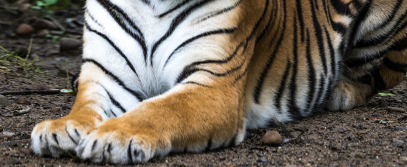 lower Bengal tiger paws and legs  © Spartaneyes
