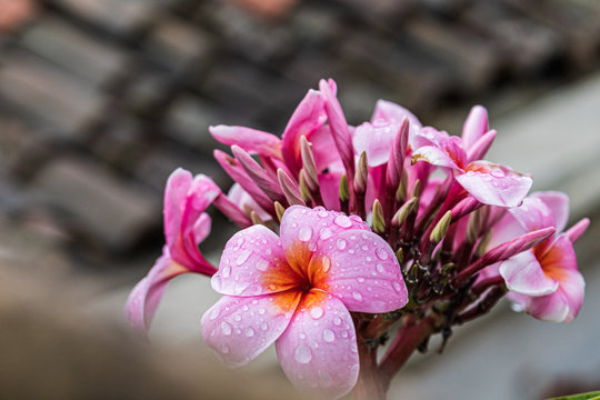 la pomelia o plumeria &agrave; una pianta originaria delle hawai importata nel tempo dai naviganti si &egrave; adattata bene nel territorio di Riposto e di Palermo