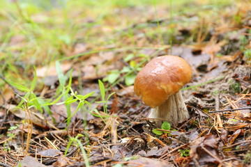 A lone ceps mushroom in the forest.