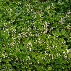 Flowers and leaves of fresh green beans plant or Phaseolus vulgaris in vegetables garden bed, Jeleznitsa, Vitosha mountain, Bulgaria  