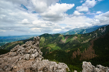A mountain slope with a mountain pine and limestone rocks in the mountains Tatry in Poland.