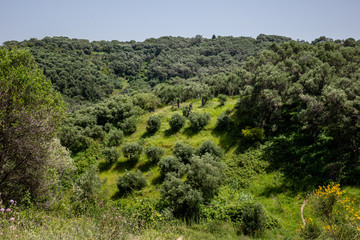 Fototapeta na wymiar view of the forest