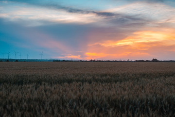 Wheat field at sunset. Agricultural, agronomy concept.
