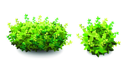Obraz premium Garden bush. Green garden vegetation bushes icon. Ornamental plant shrub for decorate landscape park, a garden or a green fence. Thick thickets of shrubs. Foliage for spring and summer card design.