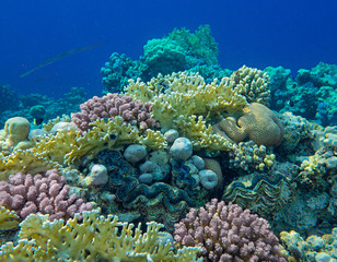 Naklejka na ściany i meble coral reef with giant clam - Tridacna gigas on the bottom of tropical sea between corals